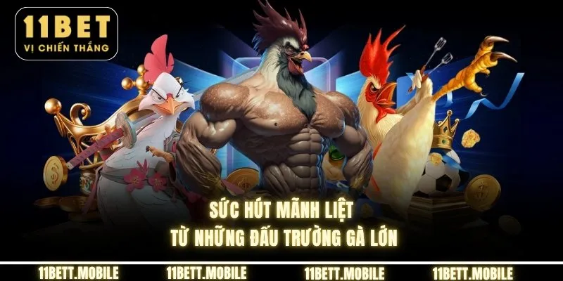Sức hút mãnh liệt từ những đấu trường gà lớn